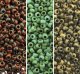 Miyuki Round Seed Beads 15/0 Picasso Seafoam, Red Garnet, Brown